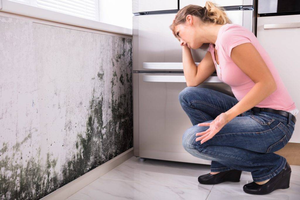 Mold Damage Insurance Claim