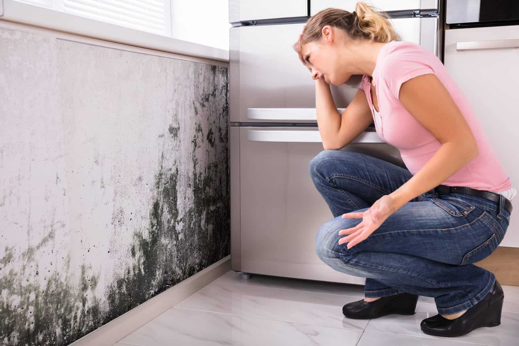 Public Adjuster in Bonita Springs Florida For Mold Damage