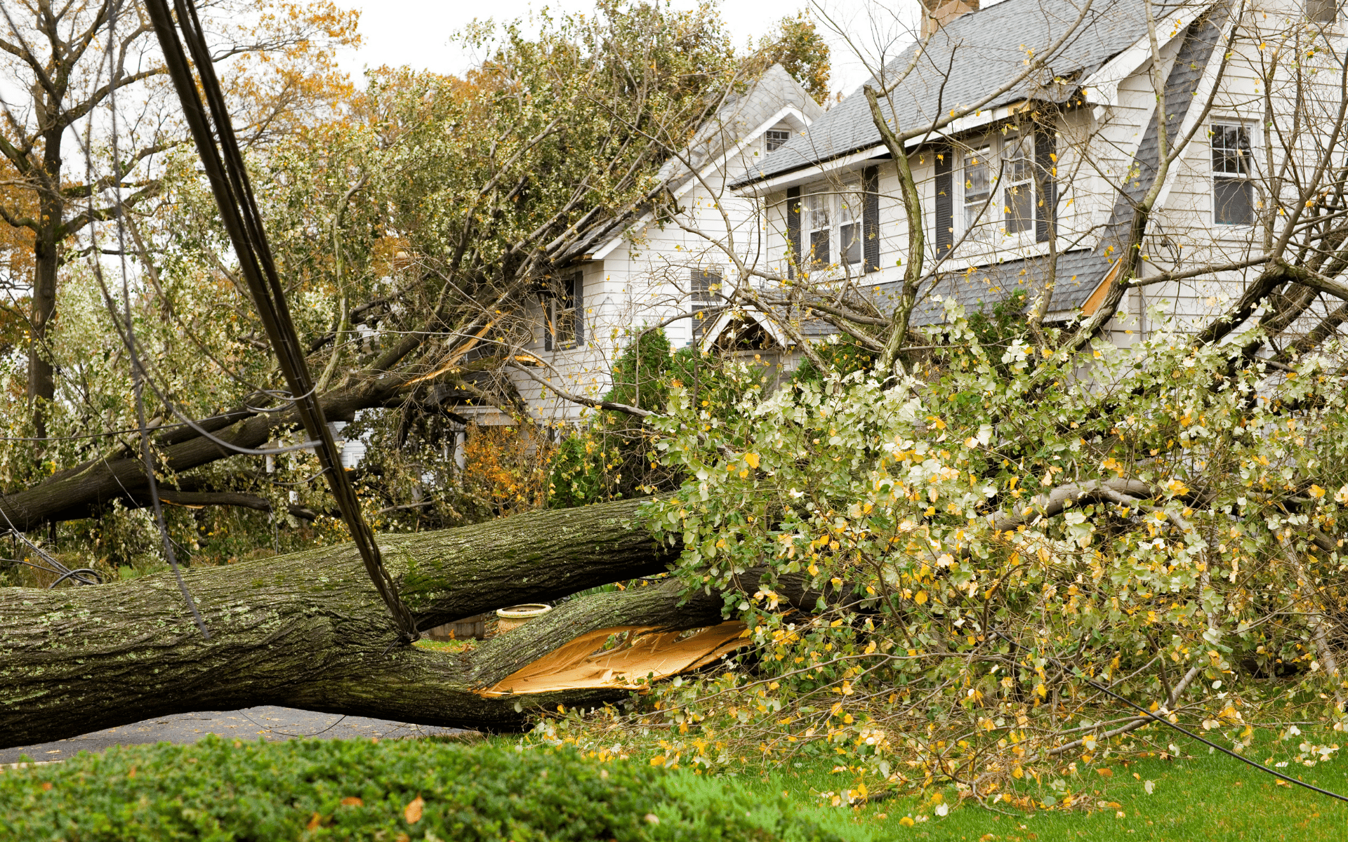 How Does Public Adjuster Works in Florida