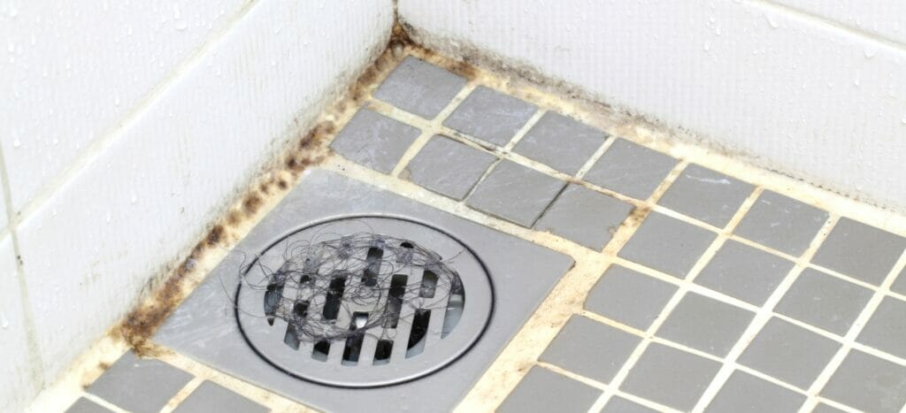 The Dangers of Bathroom Mold Damage